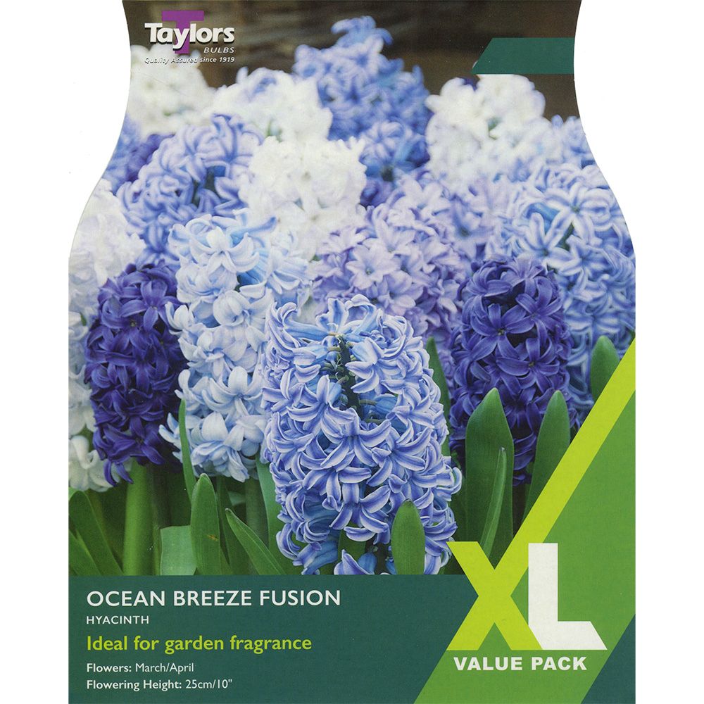 XL360 Taylors XL Hyacinth Ocean Breeze Fusion